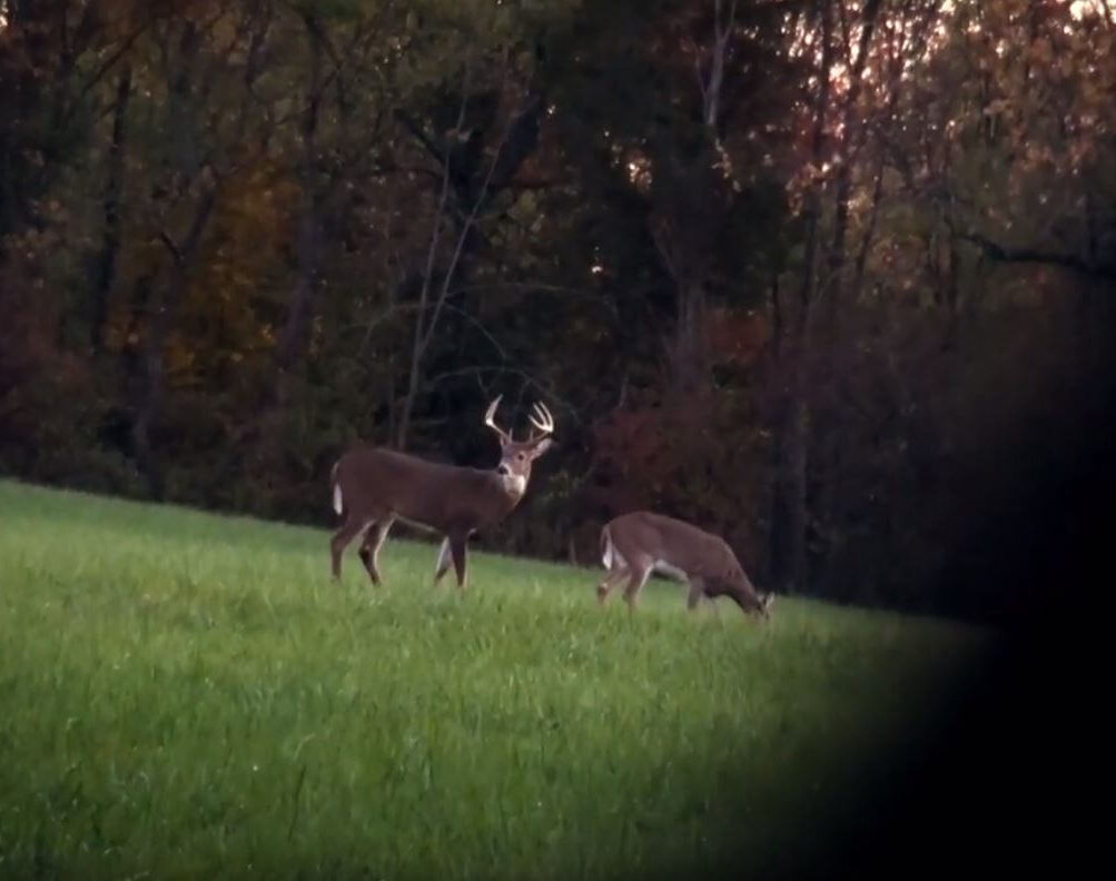 Two deer in a field